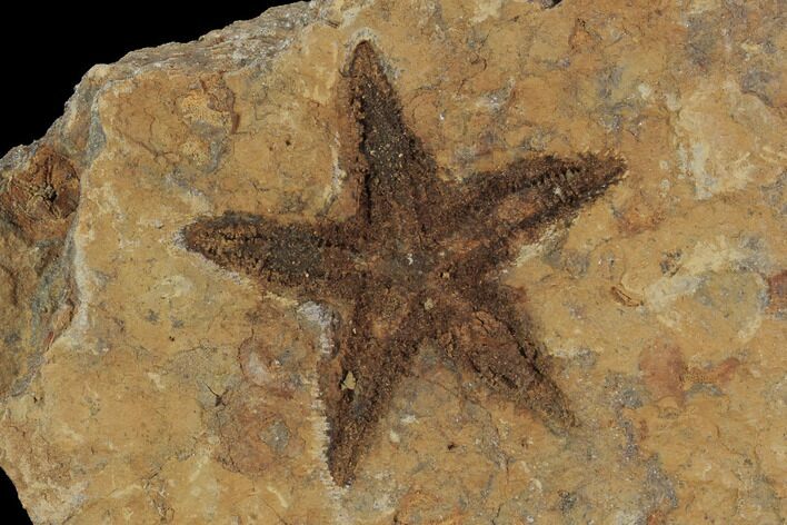 Ordovician Starfish (Petraster?) & Edrioasteroids - Morocco #94331
